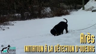 Arès  Initiation dun chiot à la détection dodeur [upl. by September]