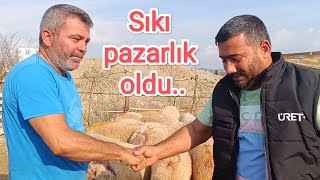 Besi yapmak için kuzu aldık Mehmet abimiz bizi çok zorladı [upl. by Pollak827]