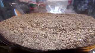 Araña sicario Sicarius sp digging [upl. by Chilton]