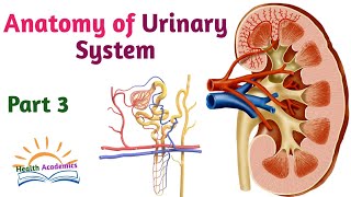 Anatomy of Urinary System Part 3 Helpful Video Lecture with Amharic Speech [upl. by Naves309]