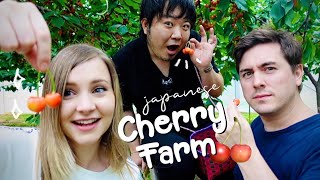 Japans Famous Yamagata Cherries AllYouCanEat Cherry Farm 😍🍒 [upl. by Marlyn]