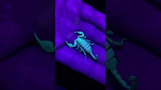 🦂Parete piena di scorpioni [upl. by Jere]