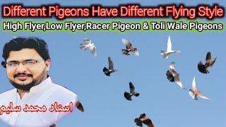 High flyerLow flyerRacer Pigeon and Toli Wale Pigeons [upl. by Dannica497]