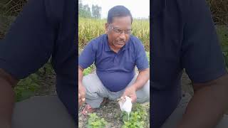 Mentha ki kheti haitrending khetikisanki viralvideo youtube [upl. by Esoj]