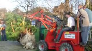 Transplanting a 10 feet high Sequoia by RedWoodFarms [upl. by Aramenta]