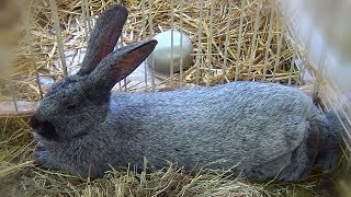 Lapins Argentés de Champagne [upl. by Ruthie]