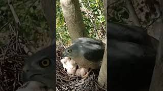 Tiny Talons The First Days of Falcon Babies shorts ytshorts [upl. by Ayatnohs]