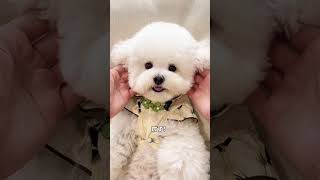 Pets Gone Wild Bichon Frise Takes the CUTENESS Crown [upl. by Anrak147]