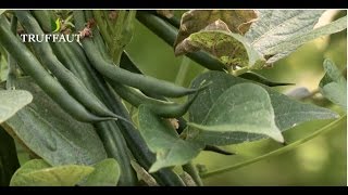 Comment planter des haricots verts au potager  Truffaut [upl. by Ailisec889]