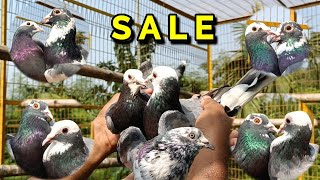 TOP QUALITY PIGEON FOR SALE VIDEO TODAY KOLKATA [upl. by Quentin]