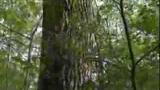 Ash Tree with Morels growing under it [upl. by Jarin963]