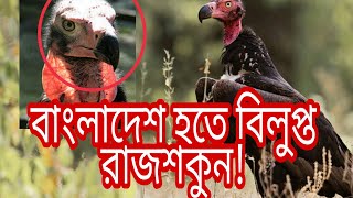 Red Headed Vultureরাজশকুন Extinct animal of Bangladesh [upl. by Pratte]