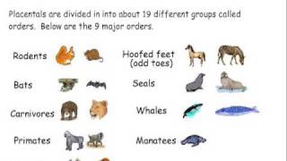 Mammal Classification [upl. by Ahsinuq]