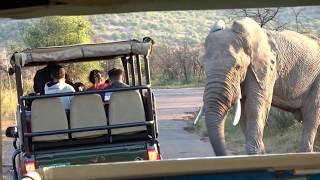 4K Safari Tour At Pilanesberg National Park In South Africa 2019 [upl. by Parris228]