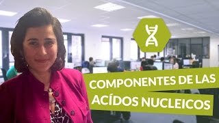 Componentes de las ácidos nucleicos  Biología  digiSchool [upl. by Corella468]