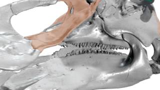 Hadrosaur chewing mechanism visualization using 3D animation [upl. by Nyrek]