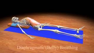 Diaphragmatic Belly Breathing [upl. by Nilsoj513]