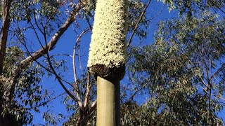 Xanthorrhoea species Gulgadya Cadigal Grass Tree [upl. by Mohandis]