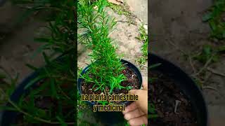 La planta coestible y medicinal viralvideo [upl. by Yllah]