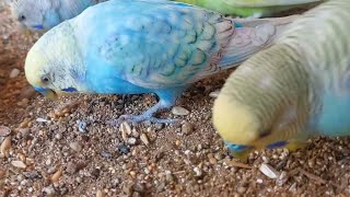 Budgies beautiful colours budgies eating seeds pets birds budgies [upl. by Ihsir94]