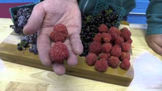 Whats Hot in the Cooler  Wonderberry Elderberry amp Chinese Mulberry [upl. by Kitchen675]