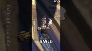 Top 5 Peregrine falcon attacks 🥶🔥 peregrinefalcon hunting [upl. by Alexa]