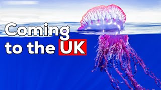 Why Portuguese Man O War are coming to the UK… [upl. by Ylaek172]