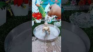 Laddu Ne ki Shiv Puja 👏Radhe Radhe🙏 Laddu Gopal new short video [upl. by Loutitia]