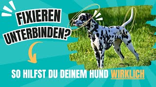 Hundebegegnung Fixieren unterbinden [upl. by Attevad]