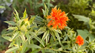 Safflower Seed to Flower to Harvest Carthamus tinctoria  The Bittersweet Gardens [upl. by Camilla]