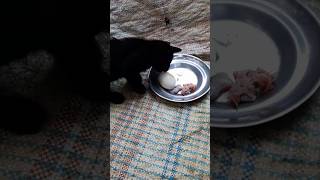 Cat worldexplorer worldcat cuteanimal funny catexplorer catlover cutecat cutepet youtube [upl. by Retep]