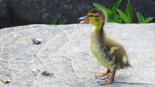 Duckling Quacking Cries Lost its Mother [upl. by Onaicram]