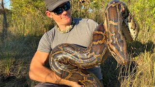 16 foot MONSTER python pulled out of the everglades [upl. by Lauber]