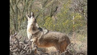 Howling Coyotes at the Desert Museum [upl. by Ynabla]