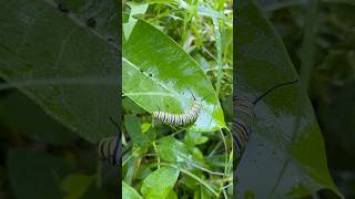 Your Favorite Poisonous Caterpillar  Monarch Butterfly Larvae monarchbutterfly monarchmystery [upl. by Ardnahc]