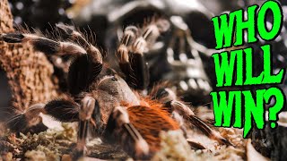 I Built a GOTH ENCLOSURE for my ANGRY Tarantula [upl. by Rafaelle]