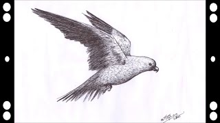 How to draw Flying Bird  step by step [upl. by Edurtreg865]