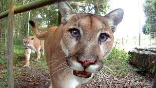 GoPro Feeding Cougars [upl. by Ellasal]