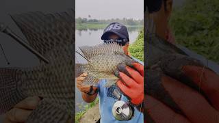 സ്ലിങ്ഷോട്ടിൽ വീണ്ടും കിട്ടി മീൻ 👍🐟🐟fishing catchingfish fish fishingtechniques [upl. by Leroi837]