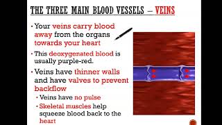 The three blood vessels  Arteries Capillaries and veins GCSE Science [upl. by Ahsot]