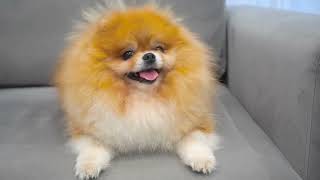 Fluffy Pomeranian Puppy  Wildlife Animals Videos 🐶 [upl. by Havard]