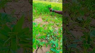 Methi kat rahi hai 😂🙈agriculture funny video subscribe [upl. by Mihar950]