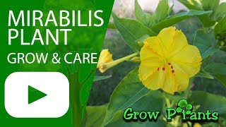 Mirabilis plant  grow and care Easy to maintenance [upl. by Griff]