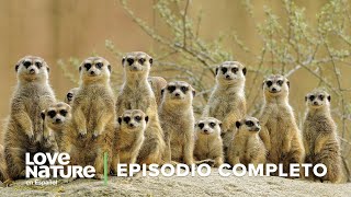 No te metas con las SURICATAS 🐾❌  Iconos de la Vida Silvestre 📽️🌄 Episodio 4  Love Nature 🍃 [upl. by Waring]