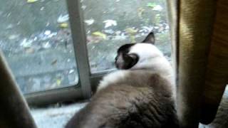 My Balinese Cats Greeting Neighbor Cat With Hugs and Kisses [upl. by Theodore]