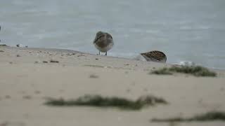 Whiterumped Sandpiper Sanderling Semipalmated Sandpiper amp Least Sandpiper [upl. by Anail]