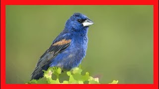 Blue Grosbeak Song Blue Grosbeak Call Grosbeak Song  Picogrueso Azul Canto  Passerina Caerulea [upl. by Nahtnahoj]