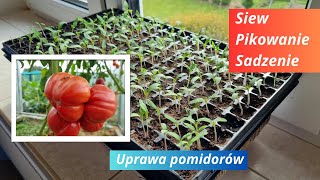 Uprawa pomidorów Siew Pikowanie Sadzenie [upl. by Eisinger416]