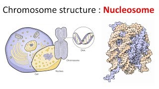 Chromatin structure  Nucleosome [upl. by Elamor535]