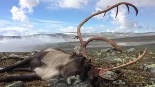 Reinsjakt  Bukkejakt  Reinheimen  Lesja  2016 [upl. by Suirrad595]